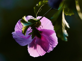 夏日木槿花儿