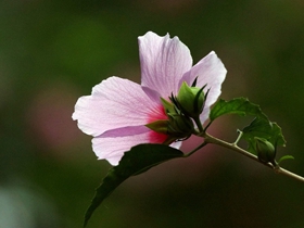 北戴河木槿花