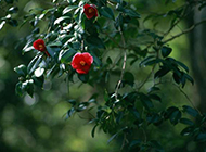 盛開(kāi)的紅山茶花圖片