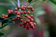 花椒樹圖片-7張