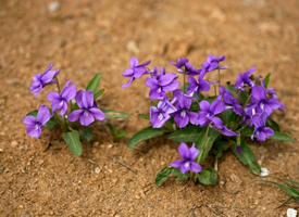 紫花地丁在中国多见于田间、草丛、灌木
