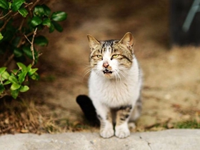 流浪猫也可爱