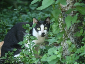 恐惧的野猫