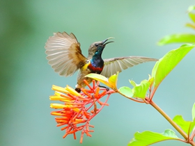 花蜜鳥圖片