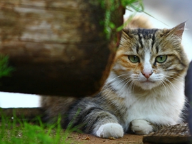 束河客栈的那一只猫