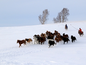 雪地奔马