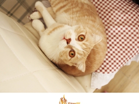 想你了小黄猫