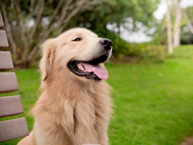 爱吐舌头的金毛犬