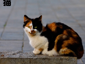 流浪猫图片