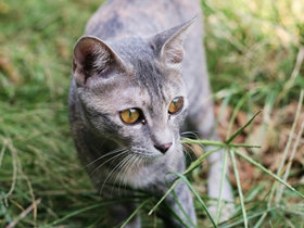 草丛里的小花猫