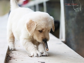 金毛犬幼犬图片