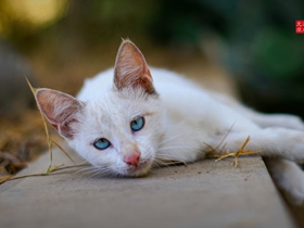 猫星人图片