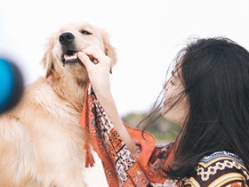 带上金毛犬去旅行摄影图