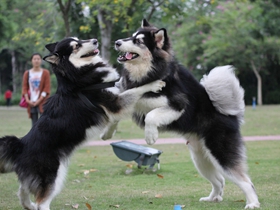 一群阿拉斯加犬的聚会