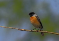 黑喉石鵖鳥圖片-11張