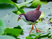 白胸苦惡鳥圖片-9張