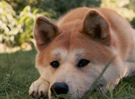 郁郁寡欢的成年秋田犬图片