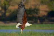 吼海雕鳥類圖片-9張