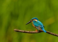 翠鳥鳥類圖片-9張