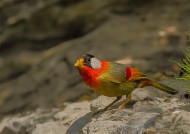 銀耳相思鳥圖片-11張