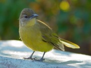 黃腹綠鶇鵯鳥類圖片-7張