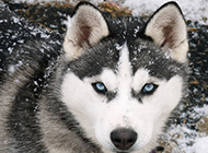 藍(lán)色眼睛的成年雪橇犬圖片