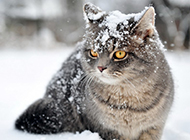 雪地玩耍的英短猫咪图片壁纸