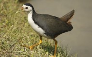 白胸苦惡鳥鳥類圖片-16張