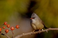 黑額鳳鹛圖片-9張