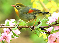 七彩相思鳥春日唯美寫真圖片