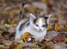 嘟嘟超萌猫咪图片