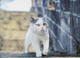 喜欢在野外玩耍的猫咪图片