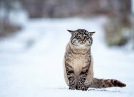 在雪地里的猫咪图片