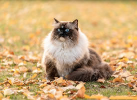 一组草地上的猫咪图片