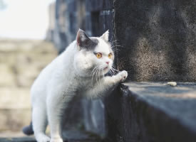 一只虎胖虎胖的猫咪图片