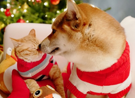 圣诞节狗狗和猫猫的可爱写真图片欣赏