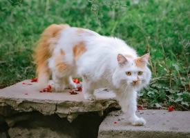 小步行走的猫咪图片