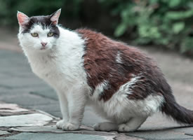 一组玫瑰花下的猫咪图片