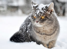 雪地上玩耍的猫咪写真图片