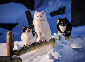 雪地里玩耍的猫咪图片