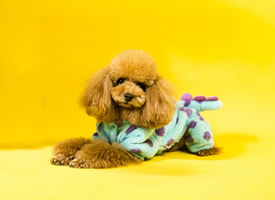 小巧可爱的泰迪狗狗，满脸呆萌的摄影图片
