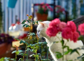 一组花间小猫图片