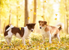 秋天以银杏叶背景下的可爱狗狗的图片