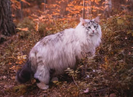 一组漂亮的美猫图片