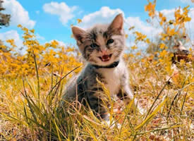 小奶猫的旅行，心都要化了