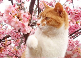 樱花下可爱小猫咪唯美图片