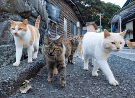 一群英姿飒爽的猫咪图片