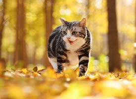 一组超美秋景肿美丽的小猫咪图片