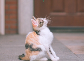 不同花色的猫咪图片