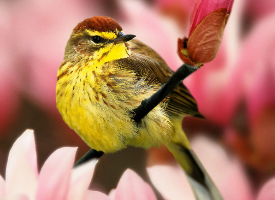 看起來萌萌的杜鵑鳥